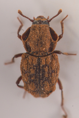 Usechimorpha barberi