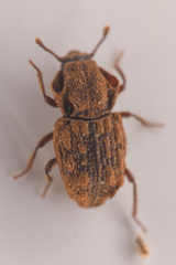 Usechimorpha barberi