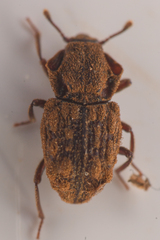 Usechimorpha barberi