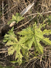 Napaea dioica