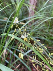 Dianella