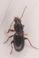 Pterostichus pumilus