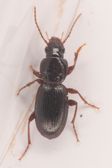 Pterostichus pumilus