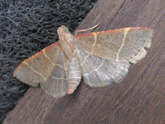 Hypsopygia glaucinalis