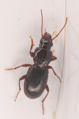 Pterostichus pumilus