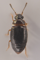 Proteinus