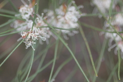 Hakea rostrata
