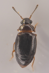 Proteinus