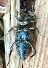 Sphenophorus venatus