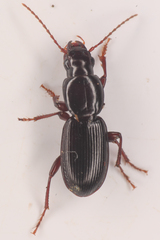 Pterostichus pumilus