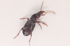 Pterostichus pumilus