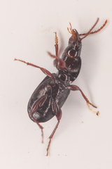 Pterostichus pumilus