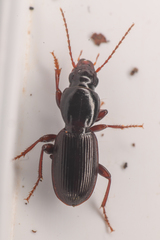 Pterostichus pumilus