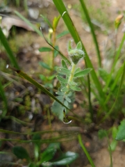 Pimelea humilis