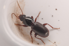 Pterostichus pumilus