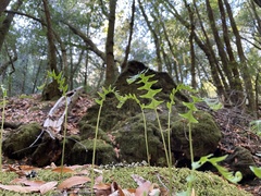 Polypodium californicum