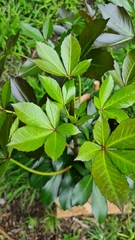Pseudopanax lessonii