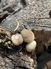 Lycoperdaceae
