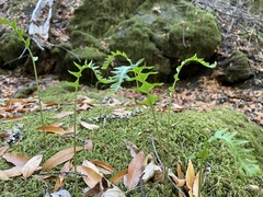 Polypodium californicum