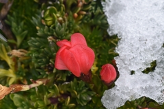 Gentianella rupicola