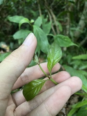 Mussaenda parviflora