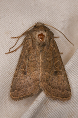 Eriopygini