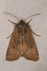 Eriopygini