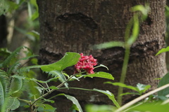 Clerodendrum canescens