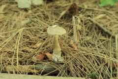 Ampulloclitocybe