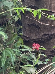 Clerodendrum canescens