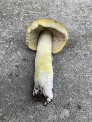 Tricholoma davisiae