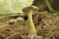 Ampulloclitocybe