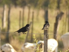 Molothrus rufoaxillaris