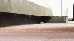 Rodentia