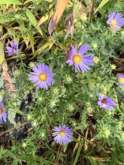 Symphyotrichum oblongifolium