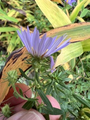 Symphyotrichum oblongifolium