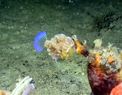 Brachaluteres jacksonianus