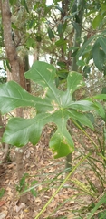 Brachychiton acerifolius