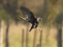 Molothrus rufoaxillaris