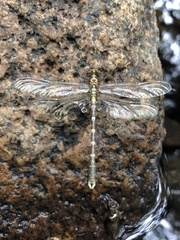 Hemigomphus heteroclytus