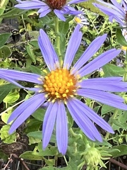 Symphyotrichum oblongifolium
