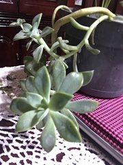 Graptopetalum