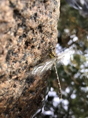 Hemigomphus heteroclytus