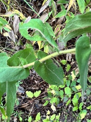 Symphyotrichum oblongifolium
