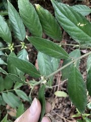 Lasianthus formosensis
