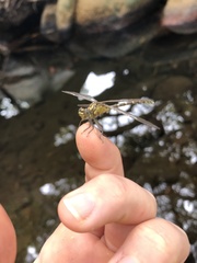Hemigomphus heteroclytus