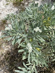 Tournefortia gnaphalodes