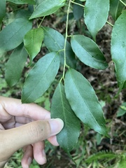 Ilex ficoidea