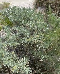 Tournefortia gnaphalodes