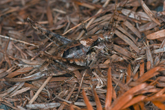 Neduba